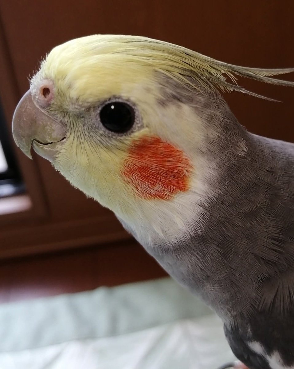 おはようございます☔
ひたすら寒い朝です😨
ラムちゃん、首を伸ばしても
お日様はいないよー😅

※先日のラムネソング動画に
何故か1000件以上の反響があり
母しゃん少し動揺してます😅

#オカメインコ　#ラムネ
#cocatiels