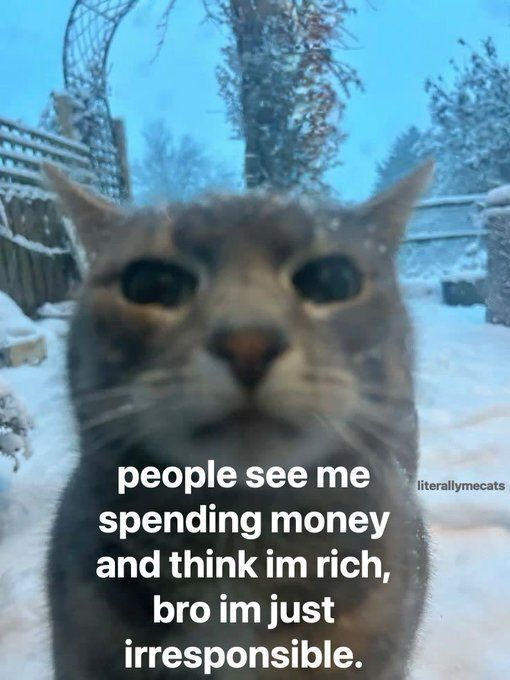 Cool Cat Society (@coolcatsociety) on Twitter photo 