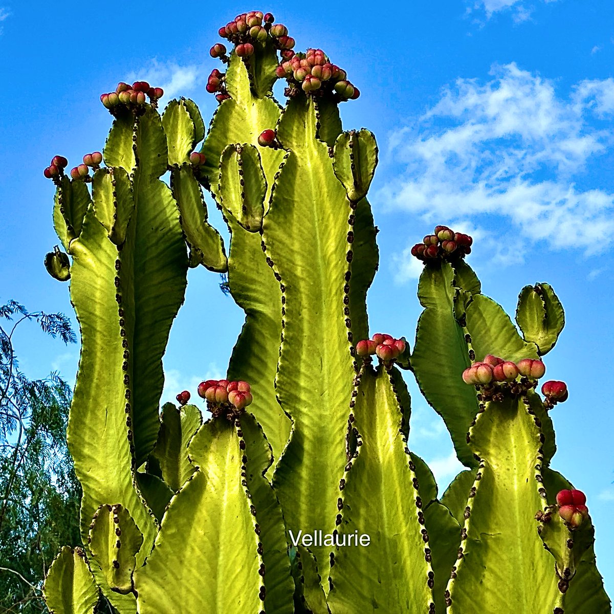 It's Square Crop Saturday my friends so let's see those 1:1 photos.