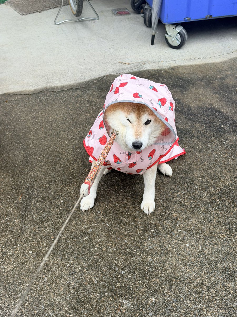 芝犬です。 海外犬服 高品質なインポートのドッグウェア通販 