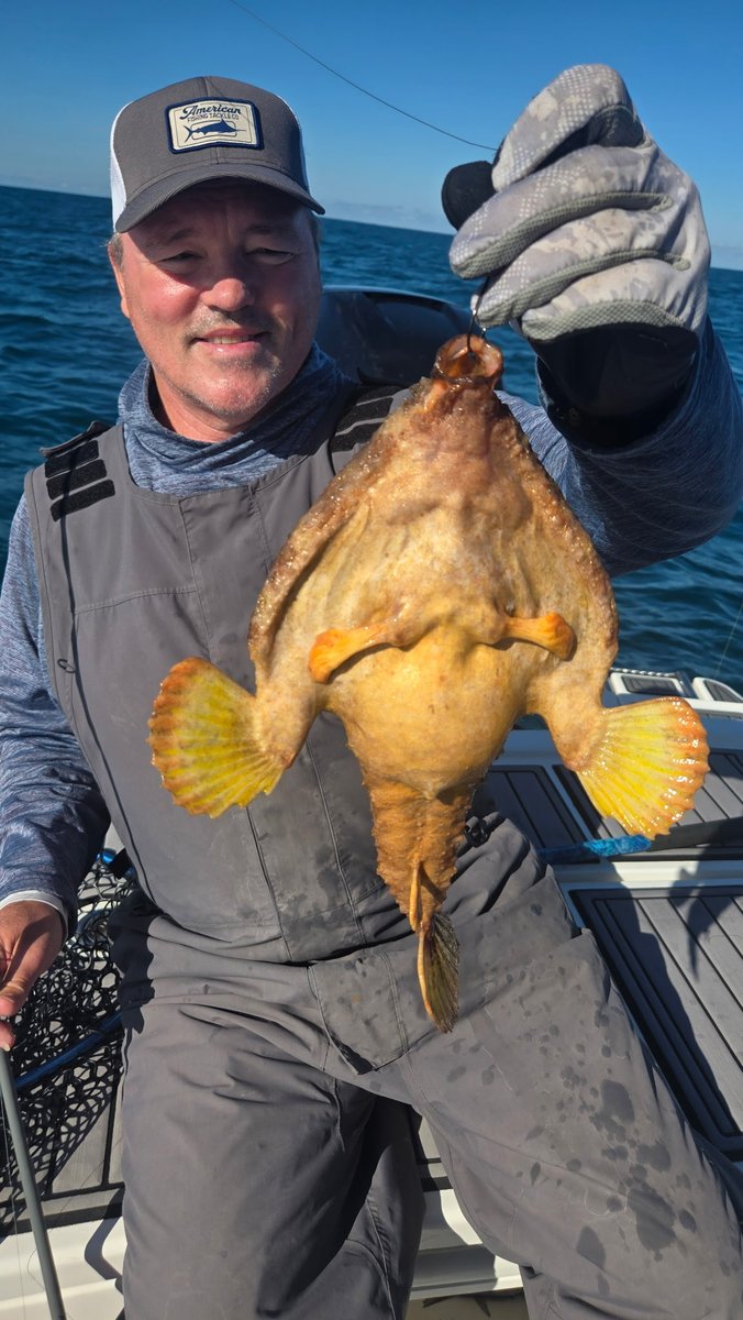 ltimmerman25's tweet image. If you need proof that crazy creatures live in the Florida Gulf…. Here’s some! This is a Brazilian Bat Fish. I caught it today.