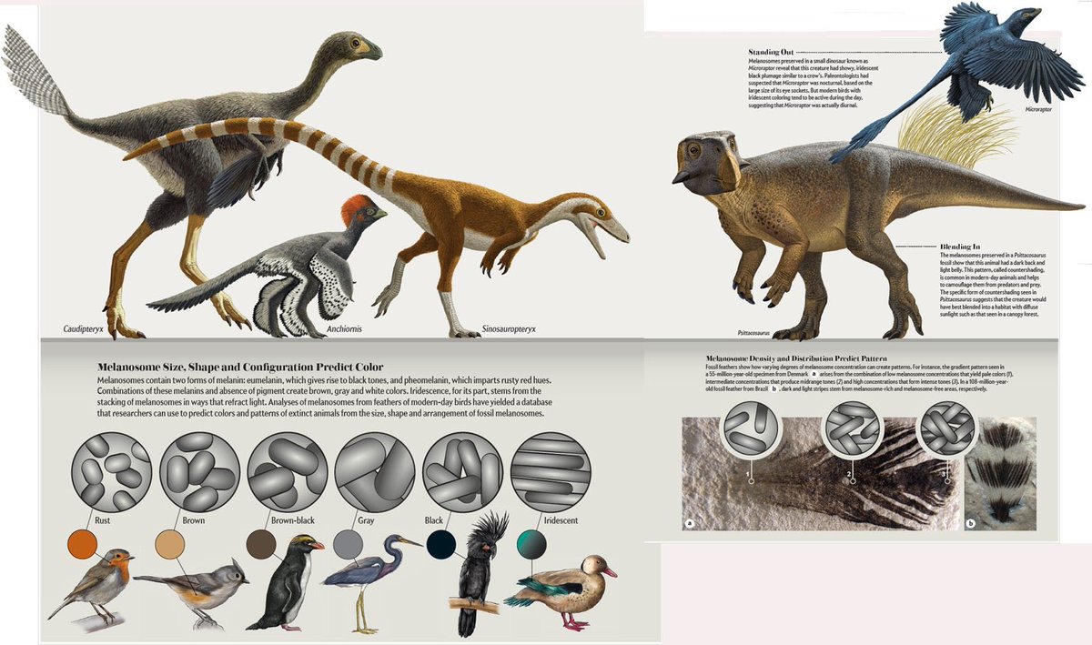 Brand0nsm181274's tweet photo. Is it safe to assume that most dinosaurs
We’re probably fall colored

At least from what we have as of now https://t.co/dtSRgaAHkg