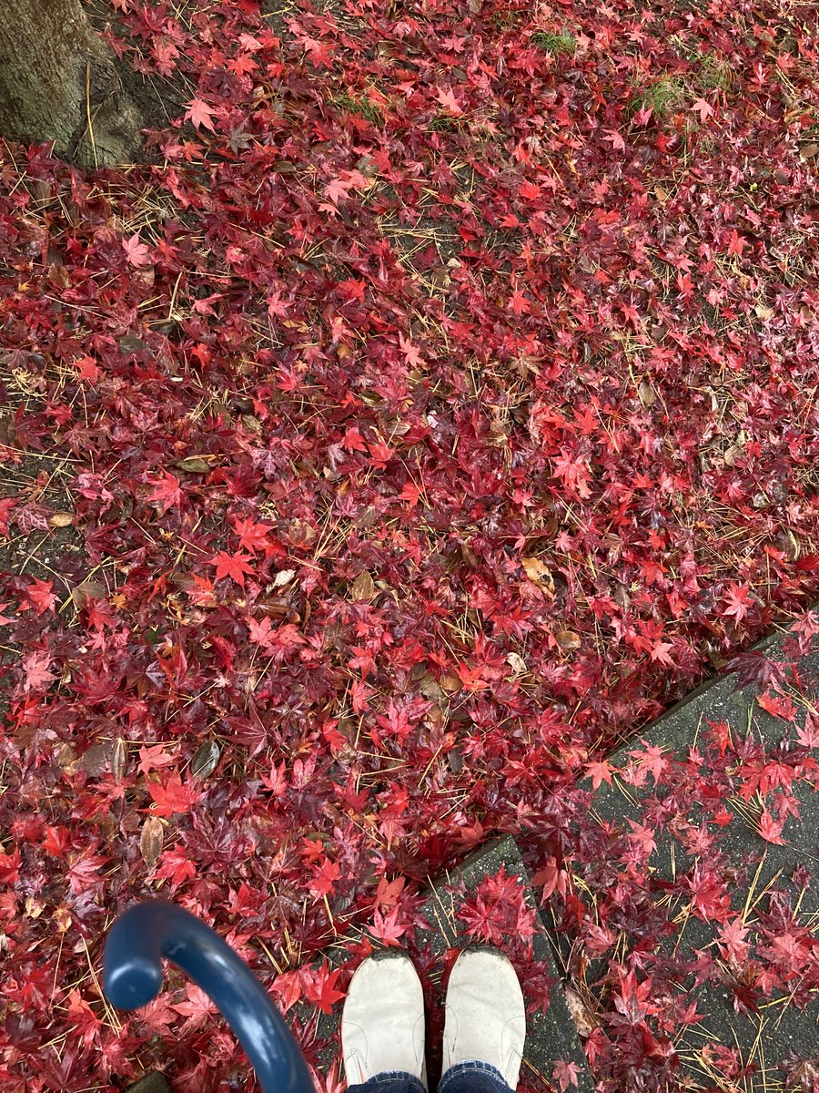 norio_nomura's tweet image. #落ち葉 #🍂 #🍁 #fallenleaves #fromwhereistand #☔️ @ #弥厚公園