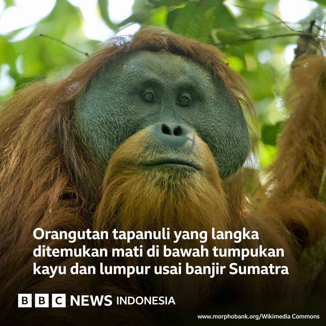 salam4jari's tweet image. 