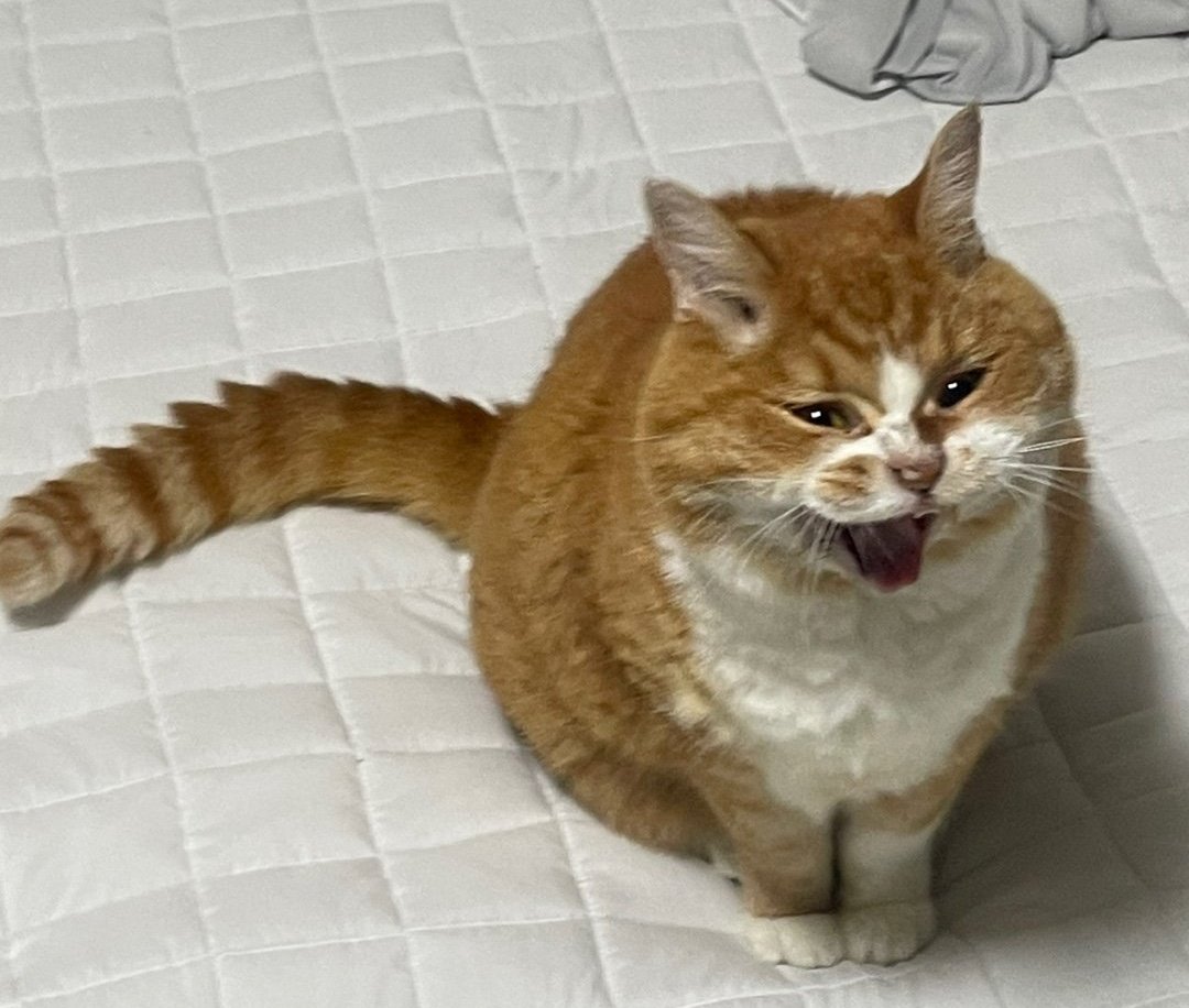 weed0246's tweet image. 치즈고영이머요!!!
지금 치즈고양이 슈퍼햄대지말랑동그라미목도허리도없어요 라고햇습니가?!!?
가만두지안캣슴니다!!