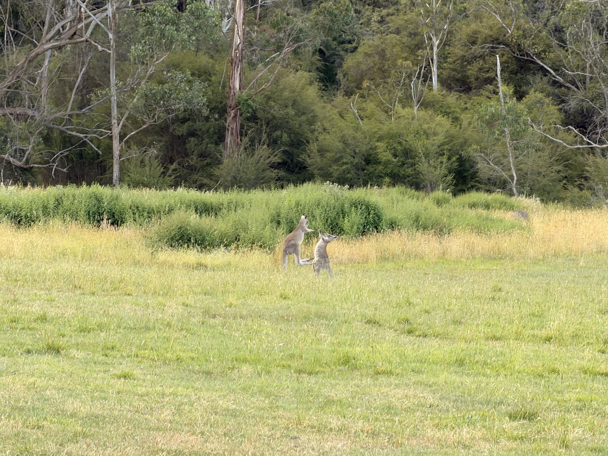 James Austin ⠕ tweet media