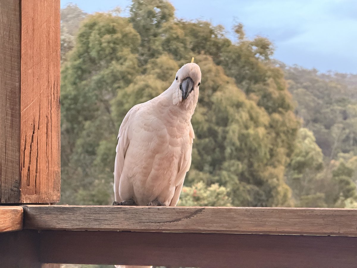 James Austin ⠕ tweet media