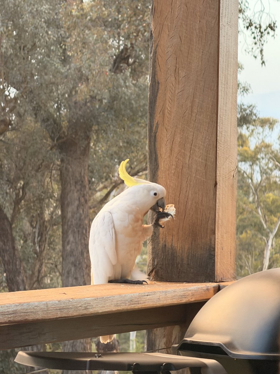 James Austin ⠕ tweet media