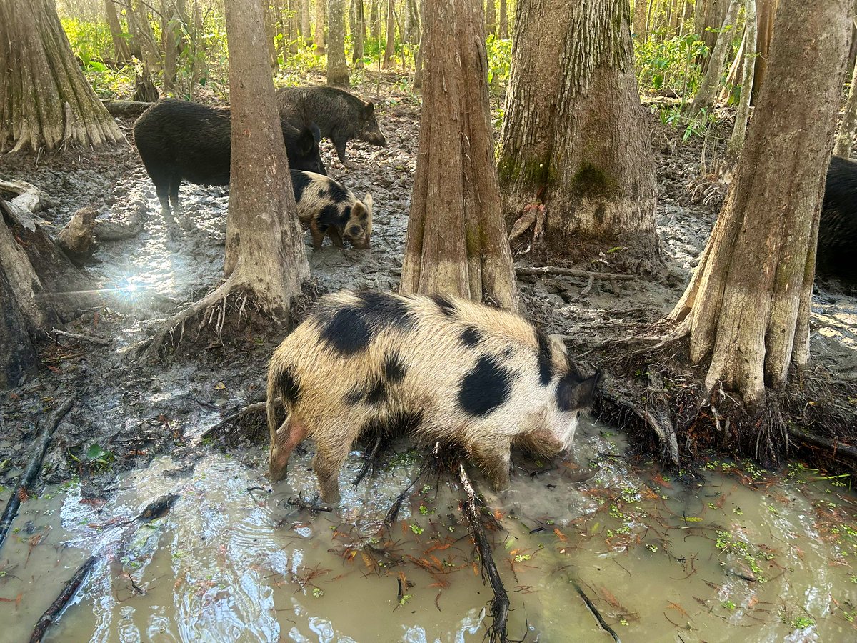 Zach Humphries tweet media