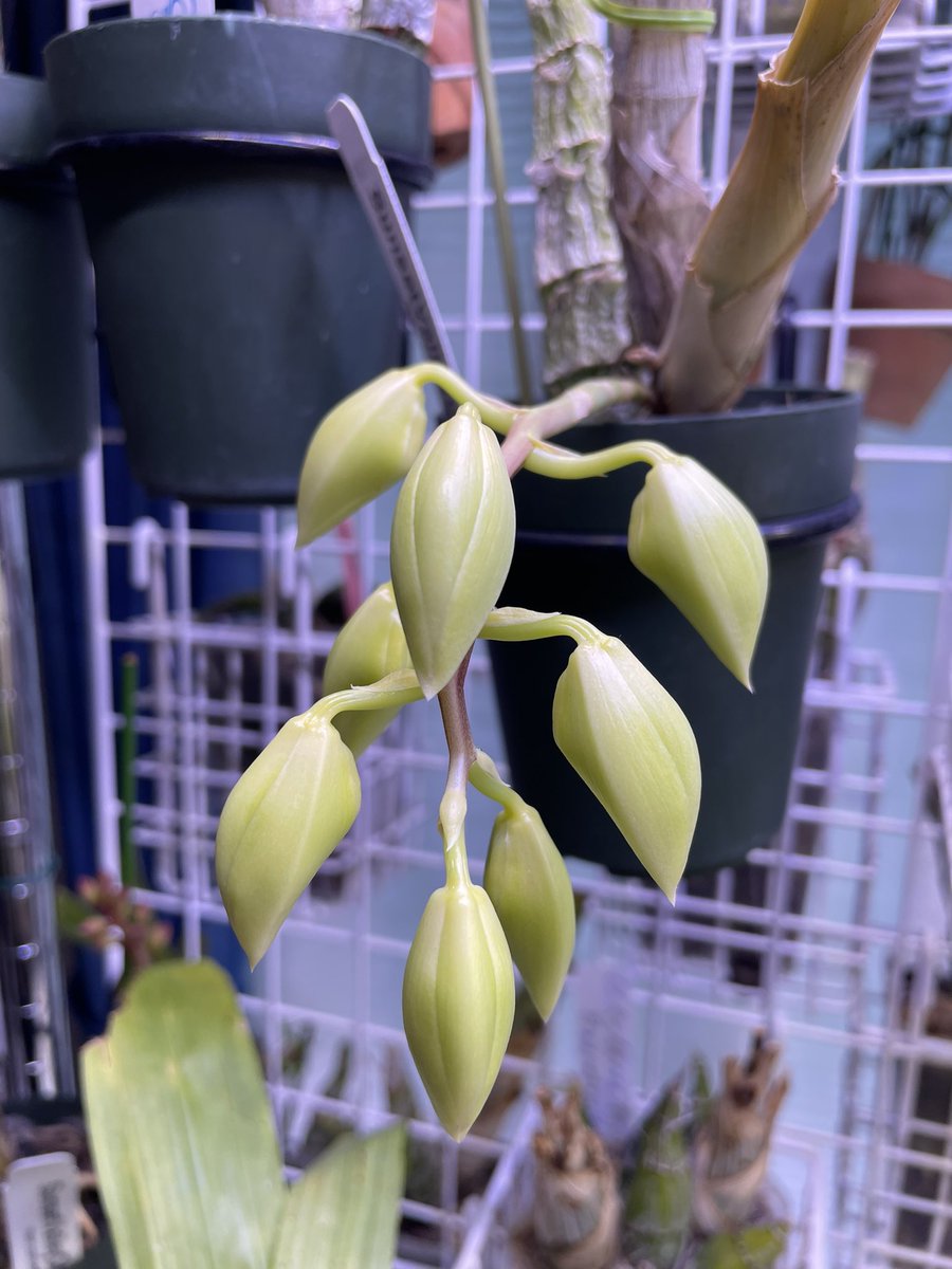 北条早雲@タケノコ蘭沼 (@chakky12031020) / Posts / X