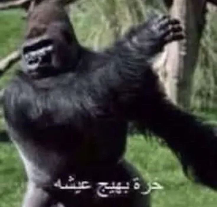 ودي يكنسلون كل الرحلات اللي بعد عشره في المطار 
مو معقول اقوم من نومي الساعة ثلاث عشان اجيب احد