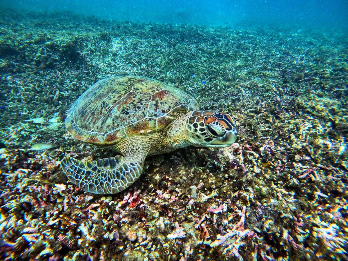 kankan_0310's tweet image. Today's Photography Challenge is: "REPTILES"  
QP or Repost your favorite image of a reptile.

I love them🥰
It was a delight to dive with a sea turtle!

＃Okinawa #Japan ＃SeaTurtle #NatureLovers #沖縄