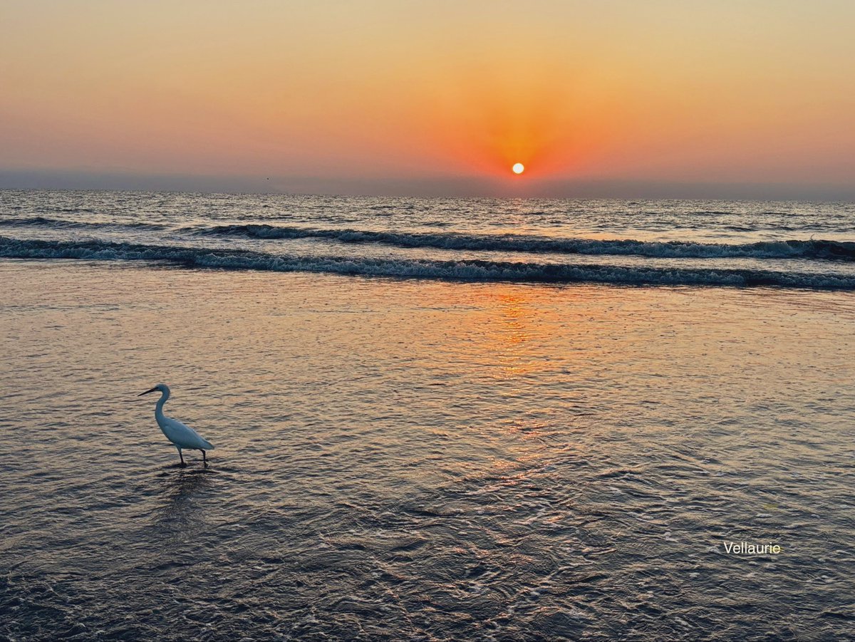 Wishing you a peaceful evening😇🕊️