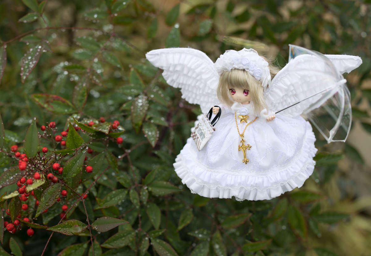 雨上がり、雨粒がまだ葉の上に残ってますね
#恋鞠堂