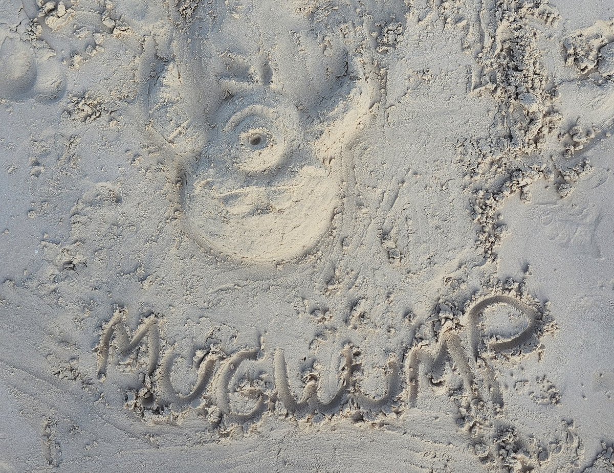 realmugwump's tweet photo. Wumpin' on the beach https://t.co/9V5T233Ch7