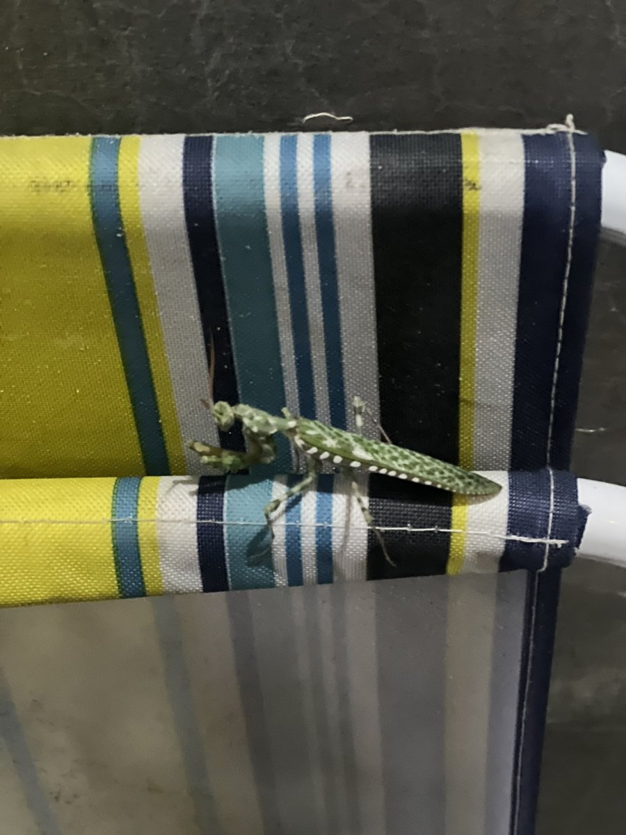 httpsnebras's tweet image. ?