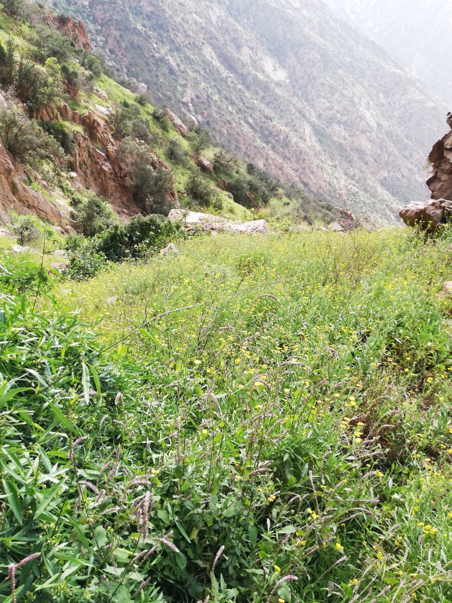 رحلات ونباتات (الطائف) (@taif2685) on Twitter photo 