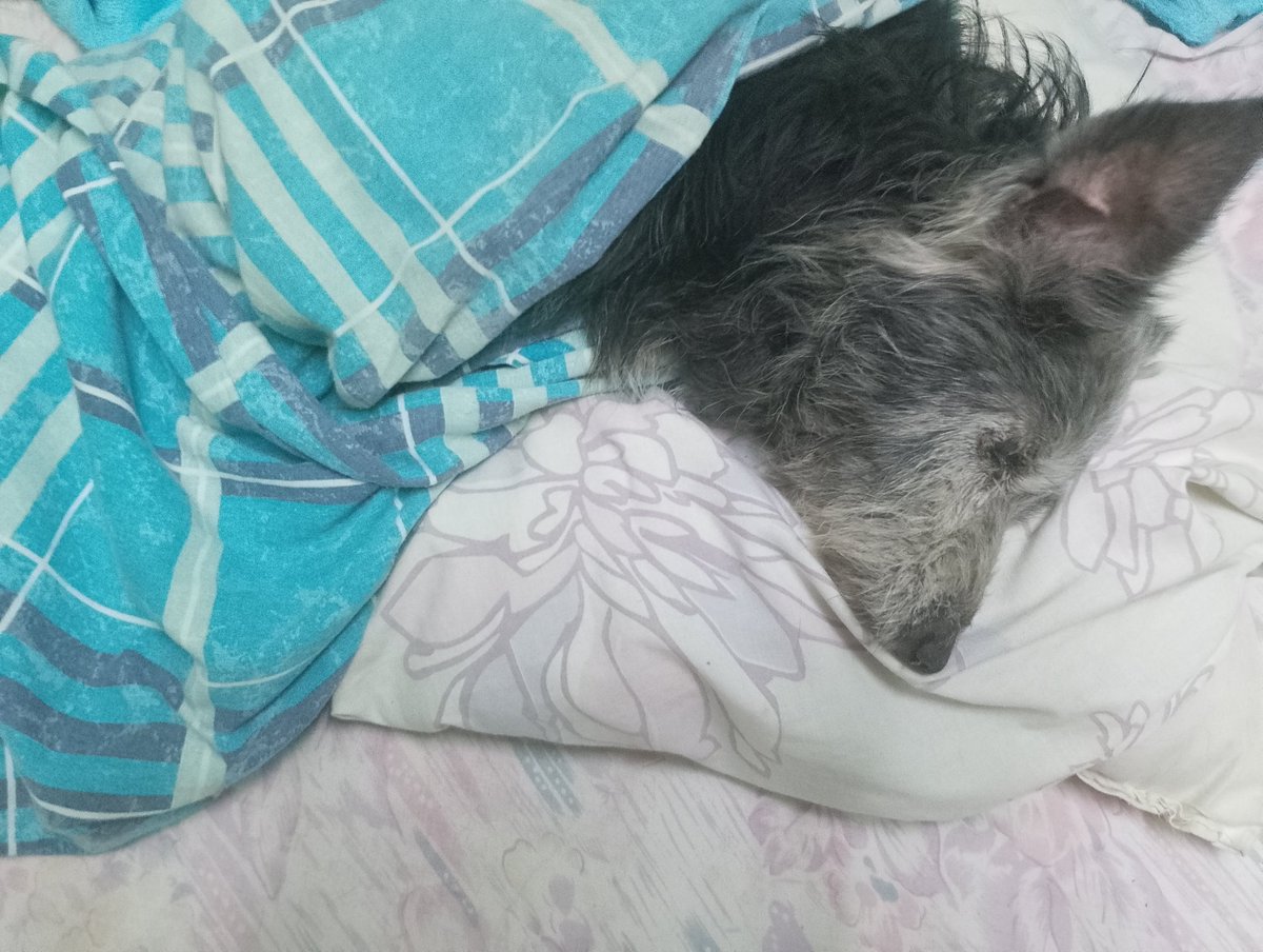 Eleonora la abuelita golpeada , ahora duerme así.. con toda la comodidad que le podemos brindar! No tiene fractura si mucho dolor y no puede pararse 😔 está semana volveremos a la veterinaria para realizar estudios le cuesta comer y tenemos que saber bien el motivo!