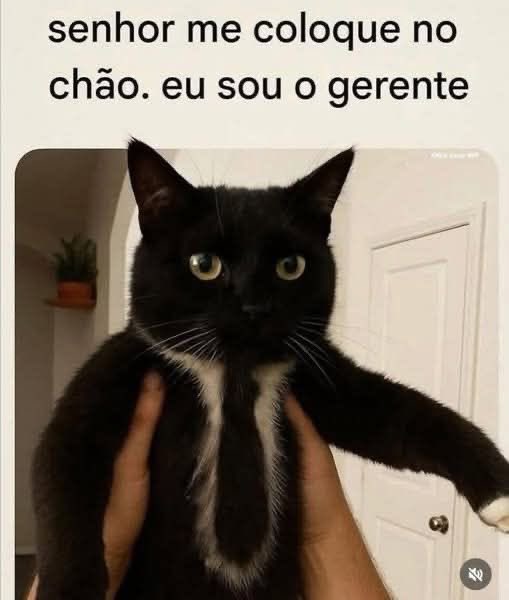 shitpostverdade's tweet photo. https://t.co/jy8QvriUTz