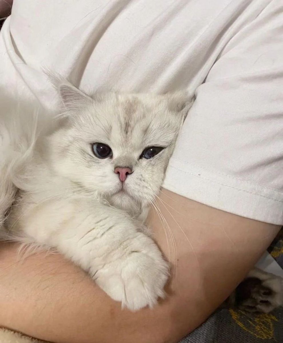 CuteCatsMagic's tweet photo. https://t.co/dPrTMr1cWv