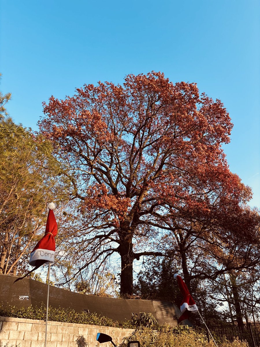 🌳Happy Trees 🌳 (@rumsprnga) on Twitter photo 