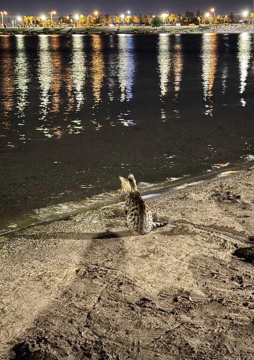 ***
Kıyıdan bakan, dalganın sesini duyar;
İçinde boğulan, dalganın dilini öğrenir...🐾