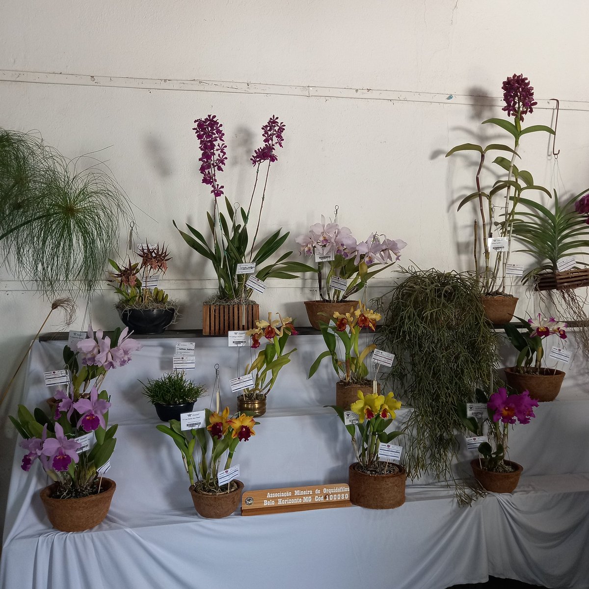 erickalbuqueoff's tweet photo. 3° Exposição Nacional de Orquídeas Sete Lagoas. Bancada da AMO - Associação Mineira de Orquidófilos. Nossa participação 💜🌸
#exposição #setelagoas #AMO #orchids https://t.co/A5AtyzEYjU