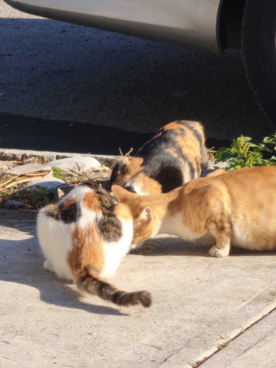 Rishan, Farma y velocidad (@chocogatoracing) on Twitter photo 