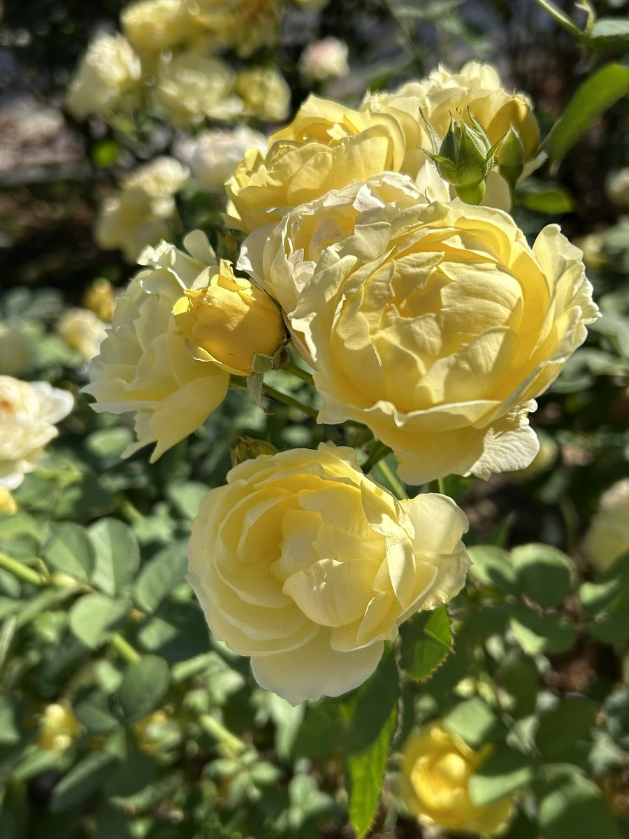 プー (@carp_mon33) / Posts / X