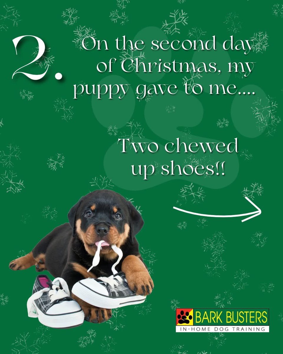 Holiday guests might not know your house rules about storing shoes and bags, so be sure to help them stash their things out of reach of your dog. Since puppies explore the world with their mouths, don't simply trust that they'll ignore these new and interesting objects.
