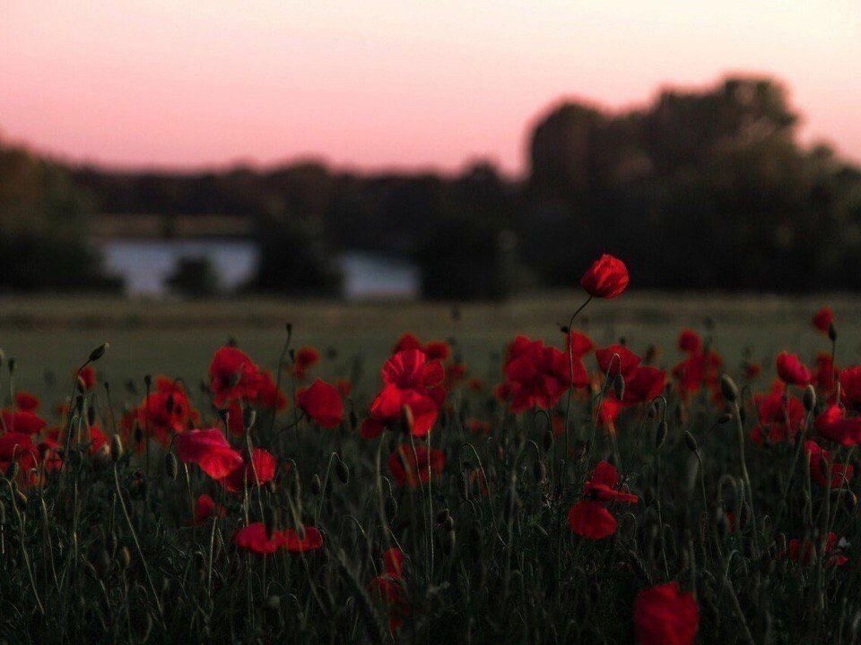 daily flowers tweet media