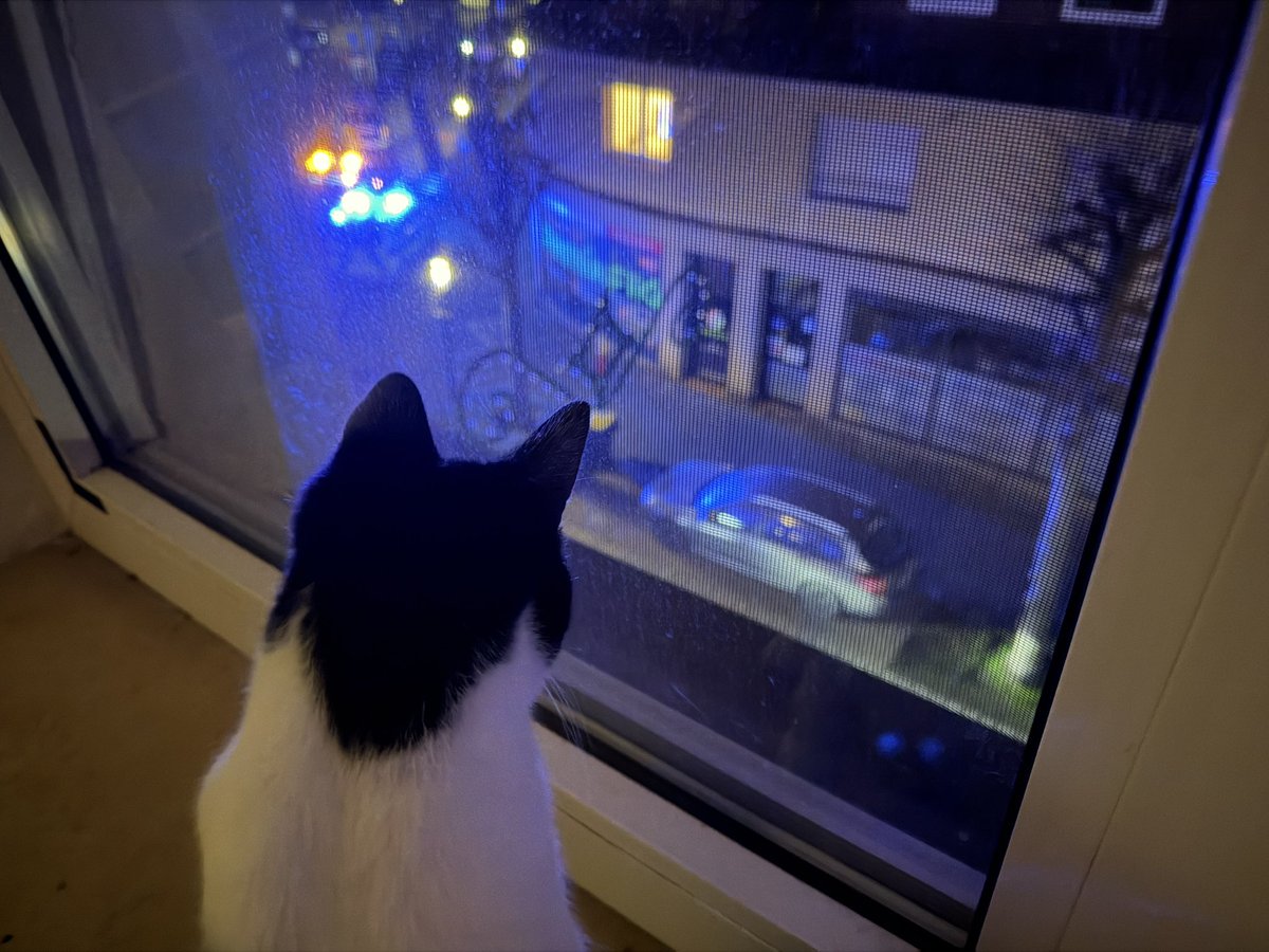 Blaulicht Einsatz in der City. Sechs Einsatzfahrzeuge, zwei Krankenwagen, ein Spürhund.
N.C.I.S. Special Agent Abby Schnuto leitet furchtlos und routiniert den Einsatz.
#nordstadtkatzen 
#caturday