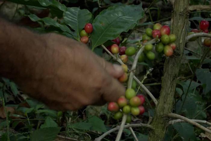 ☕|| Ratifica Maisí cumplimiento de su cosecha cafetalera

👏Aunque la cosecha cafetalera en Maisí se encuentra en lento movimiento característico del final de zafra, sus ejecutores aseguran que cumplirán el plan previsto, de 160 toneladas de café oro.

👉acn.cu/economia/ratif…