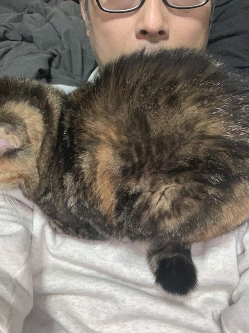 寒いのか飼い主で暖を取り出すぬっこ
すみません、原稿進ませたいのですが
('Д`)( ΦωΦ )ならん 