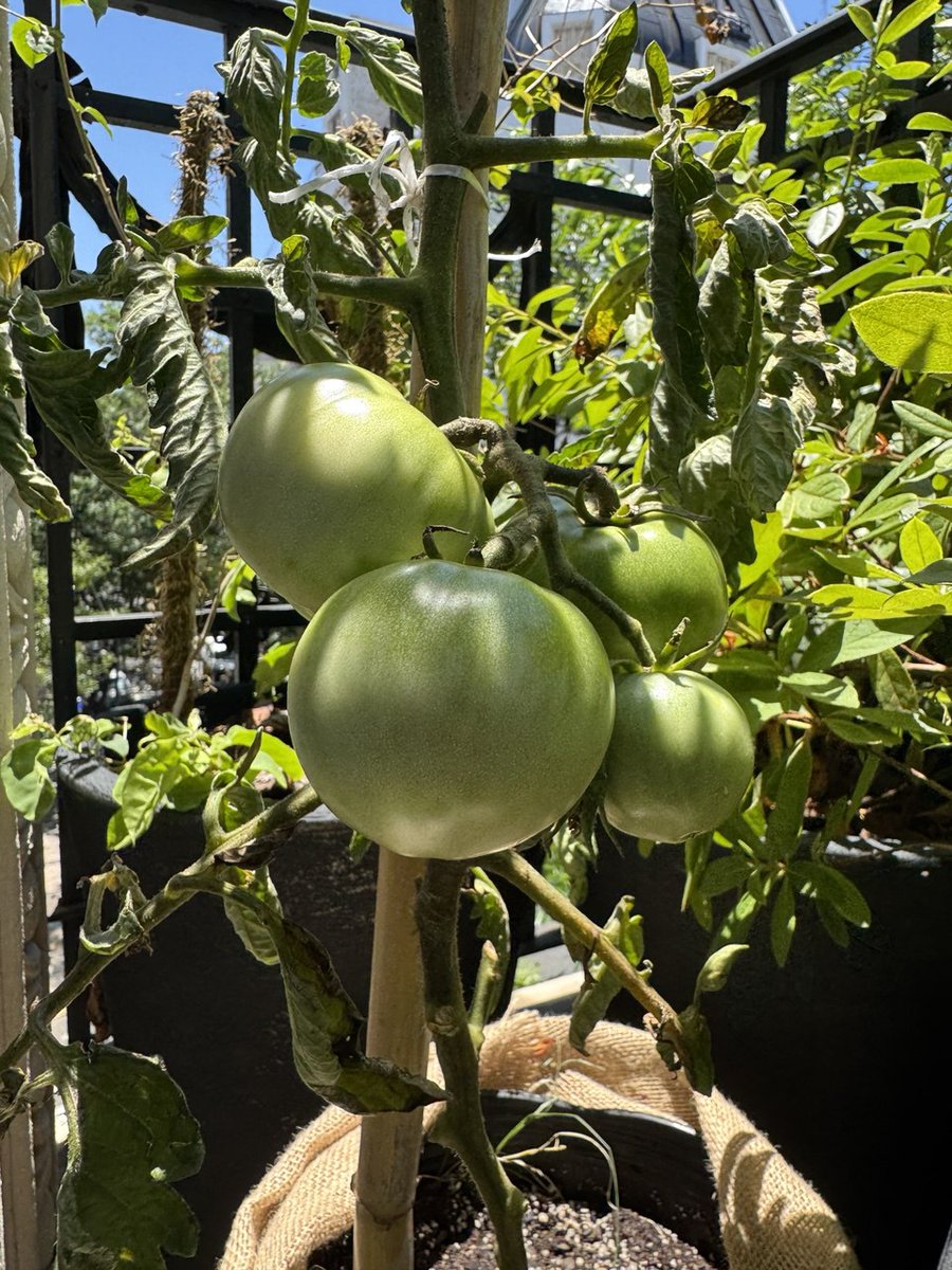 CFKArgentina's tweet image. “La Historia de un Tomate Peronista"

Ayer, un grupo de estudiantes, graduados y docentes de la Facultad de Agronomía de la UBA (FAUBA) me hicieron llegar la historia de un tomate peronista… si, así como se lee.

Quiero compartir con ustedes la historia de la variedad del tomate