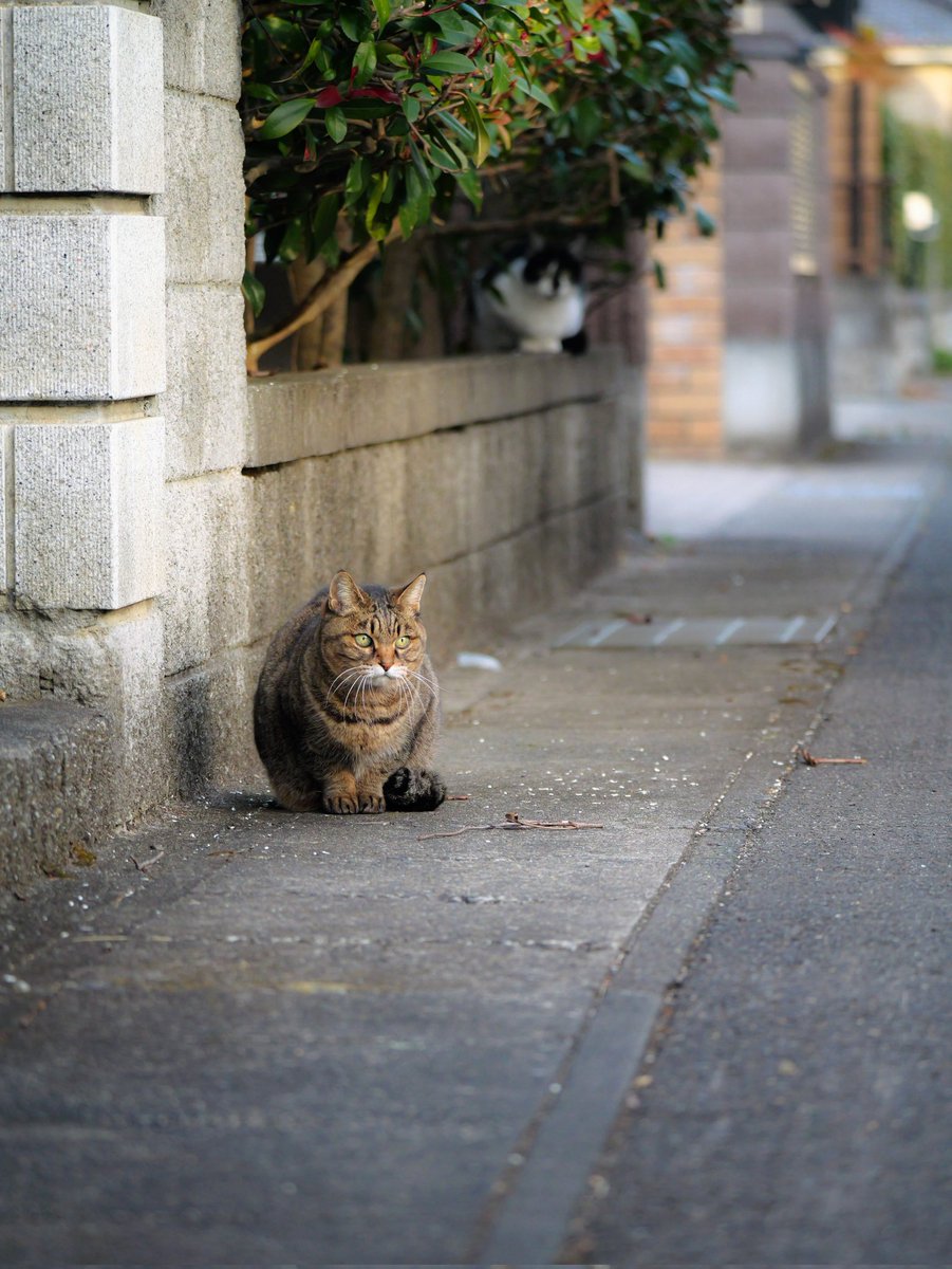 キジトラミケページ おはようございます。m(_ _)m 昨日の路地で会ったニャン🐱🐱 この