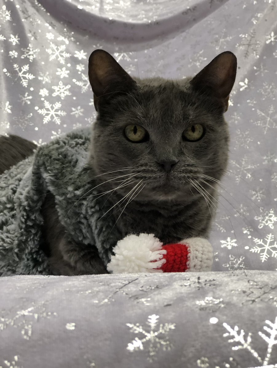 Старая кошка ищет причал,
Чтобы тоска в душе не кричала,
Чтобы хозяин забрал её вновь.
И подарил ей немного - любовь❤️
СПб, БФ «Убежище»
+7-906-259-34-88
#руся_убежище