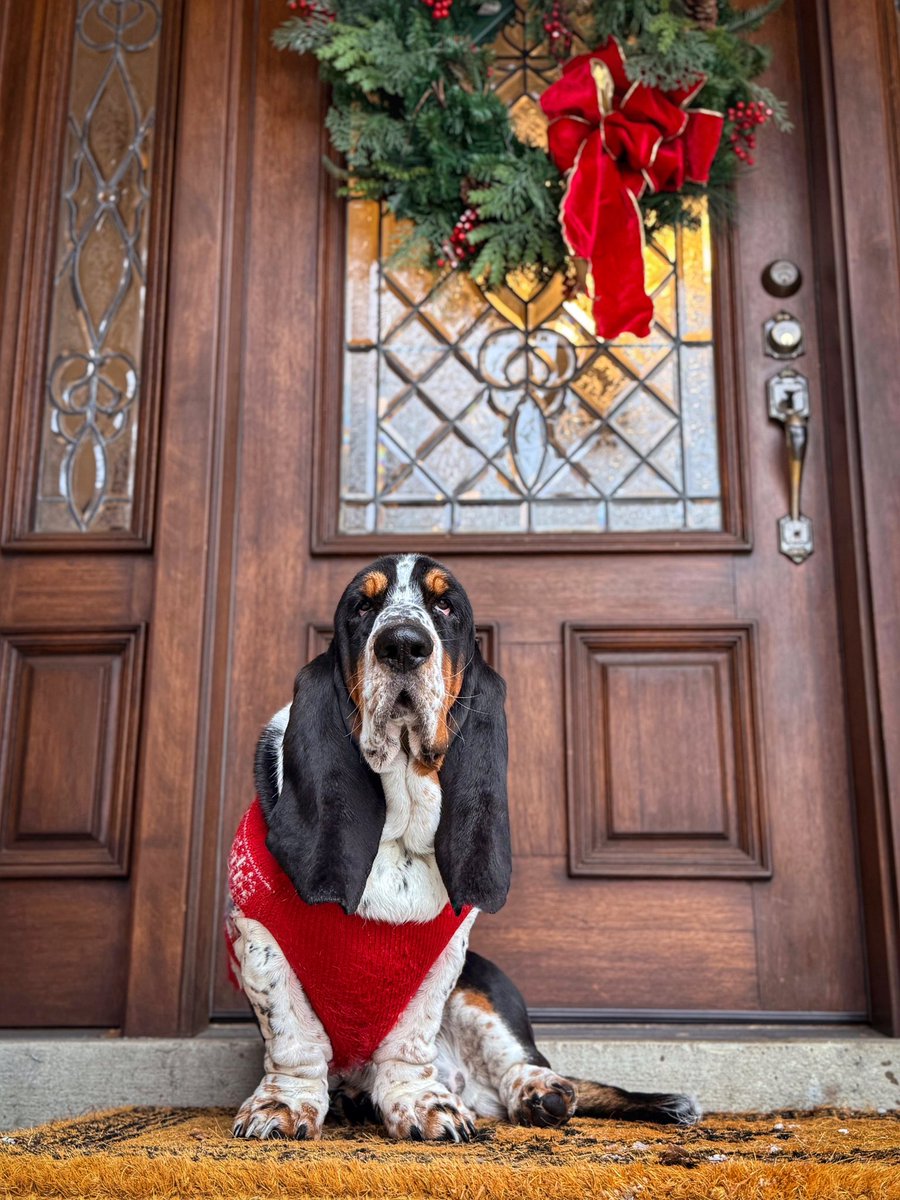 ElmerTheBasset's tweet image. Your Christmas present has arrived 🎁 
#bassethound #specialdelivery #christmas #christmaspresent
