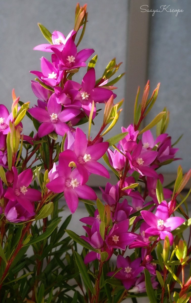 Flowers Community on X - 139.5K Members