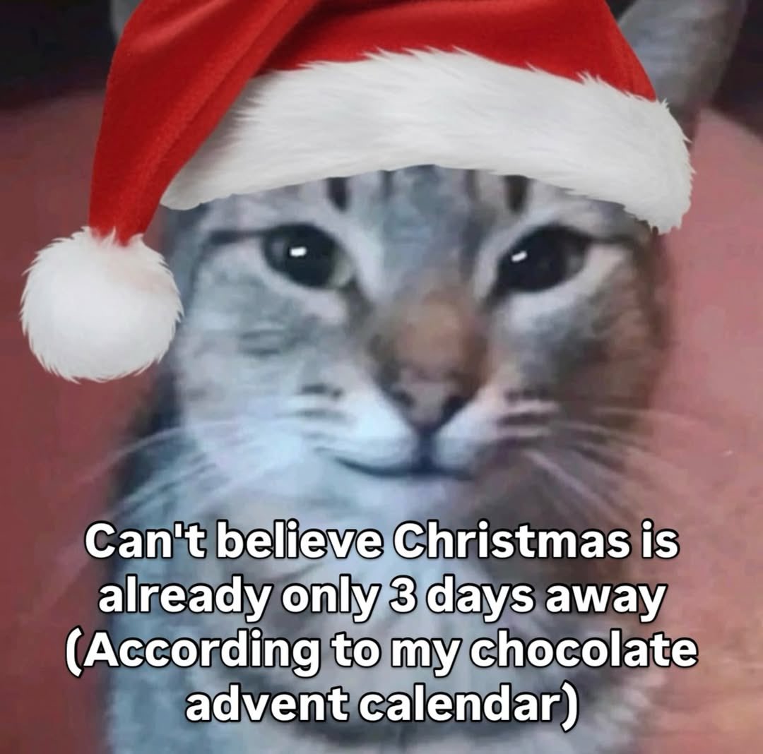 LiterallyMeCats (@literallymecats) on Twitter photo 