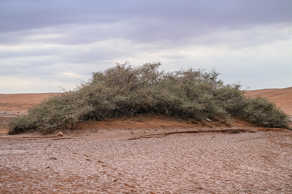 أشجار السدر.. قصة صمود لعقود طويلة بمواجهة تقلبات المناخ في #عرعر 