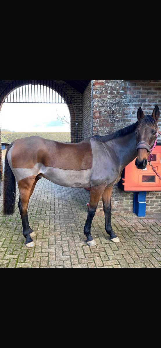 Our soon to be 18yo Applesandpierres. He was my Father’s last ever horse and proceeded to provide our daughter Roisin with her first winner, sadly after he’d gone. In rude health and leading the yearlings up the gallops, absolute gentleman