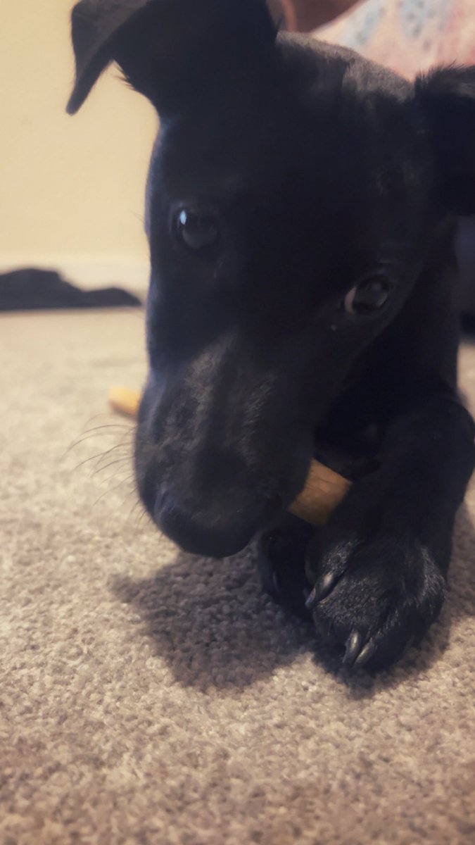 stephiemc07's tweet photo. Not a bad hangover when you get a puppy needing a forever home 🐶💞 It’s a trail, it’s been hard work 😓😅 but my Freyja has been excellent 🥰🥰 #weekend #Saturday #freyjathedog #freyjathexlbully #xlbullysuk #poppy #poppythedog https://t.co/aaIZe7viBj
