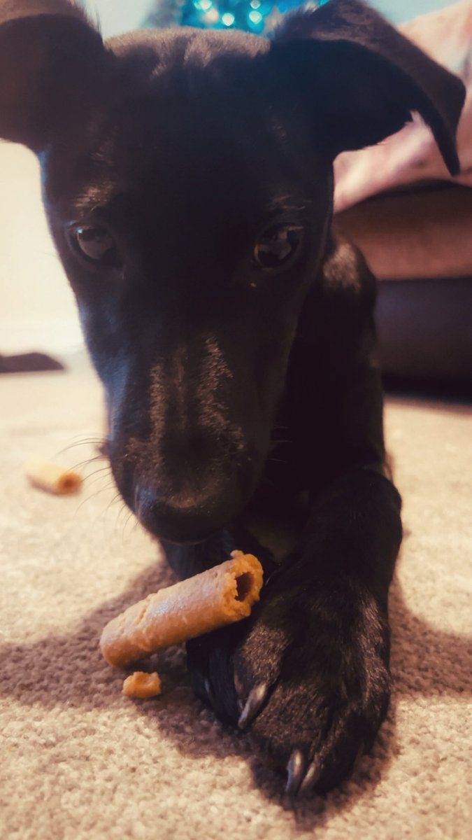 stephiemc07's tweet photo. Not a bad hangover when you get a puppy needing a forever home 🐶💞 It’s a trail, it’s been hard work 😓😅 but my Freyja has been excellent 🥰🥰 #weekend #Saturday #freyjathedog #freyjathexlbully #xlbullysuk #poppy #poppythedog https://t.co/aaIZe7viBj