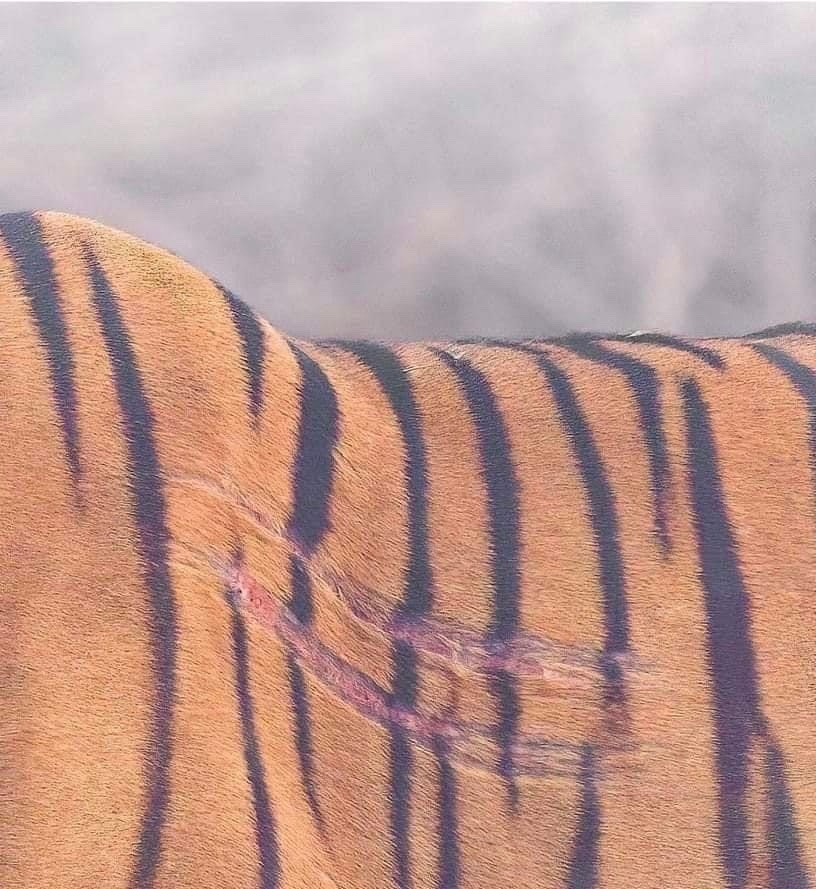 Don't think I didn't get hurt just because I came in one piece.