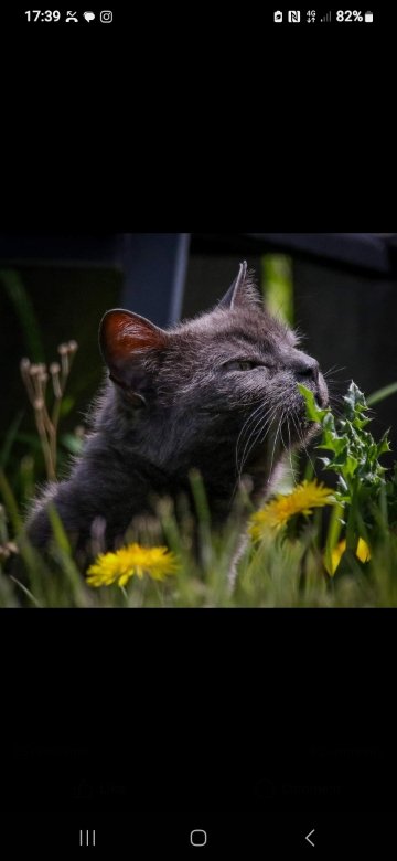 In a weeks time it will be a year we parted ways. I've understood hatred towards cats but this one was a dog in disguise, that I probably loved more than any human. One day I'll accept she's gone, but not this year for now until the next.