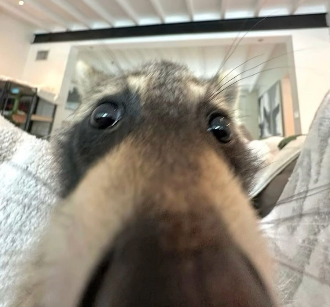 Why you should have a Raccoon tweet media