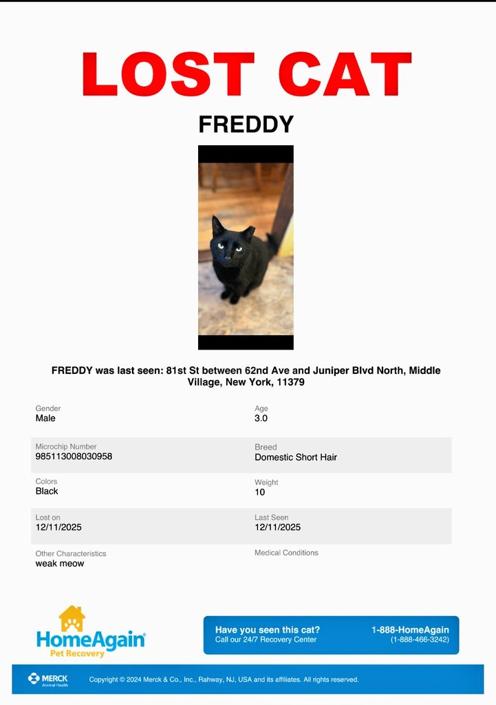 📢🇺🇲🗽💔😿🆘️🚨⏳Please RT to find Freddy #NYC #missingcat #lostcat #Queens #CatsOfTwitter #CatsOfX <a href="/HAPetRescuer/">HomeAgain PetRescuer</a>