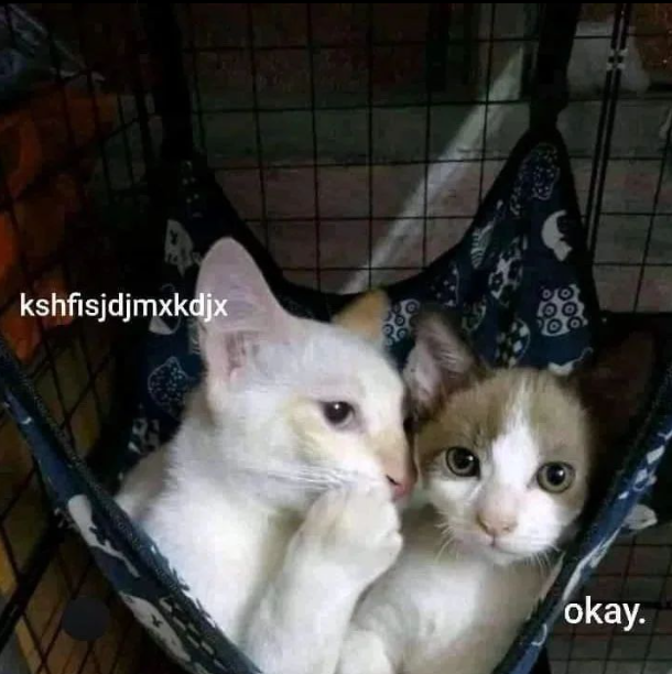 Punch Cat tweet media