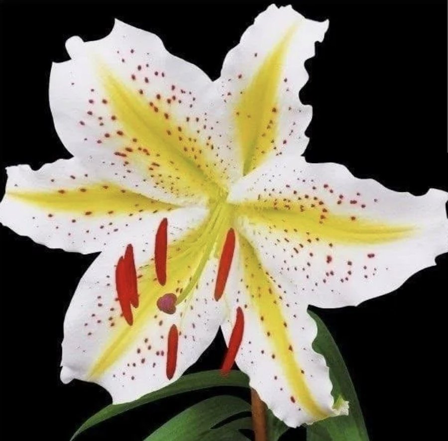 �\�[�V�����}�K�W���w�R�X���f�B�A�h�b�g�R��!!�x:�ŐV���𐏎��X�V��!!